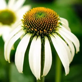 echinacea-jezowka-biala-1-szt-bylina-sadzonka-sadzonki