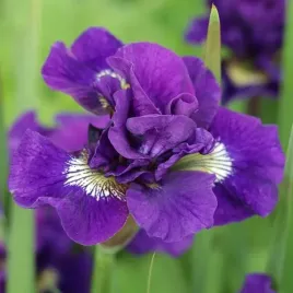 irys-sibirica-syberyjski-kaboom-1-szt-bylina-sadzonka-sadzonki