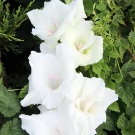 gladiolus-mieczyk-white-heaven-5-szt-cebulki-cebule-kwiaty