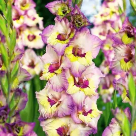 gladiolus-mieczyk-sapporo-5-szt-cebulki-cebule-kwiaty