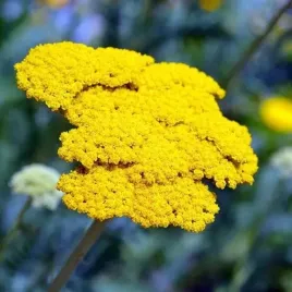 achillea-krwawnik-parker-s-variety-1-szt-bylina-sadzonka-sadzonki