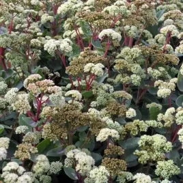 sedum-rozchodnik-summer-surprise-1-szt-bylina-sadzonka-sadzonki