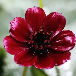 cosmos-atrosanguineus-kosmos-czekoladowy-1-szt-bylina-sadzonka-sadzonki
