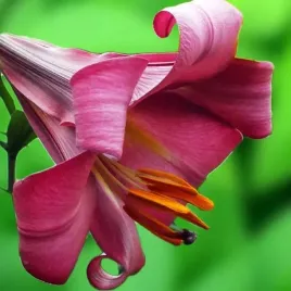 lilia-trabkowa-pink-perfection-1-szt-cebulki-cebule-lilii