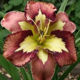 hemerocallis-liliowiec-behavior-pattern-1-szt-sadzonka-bylina-klacze