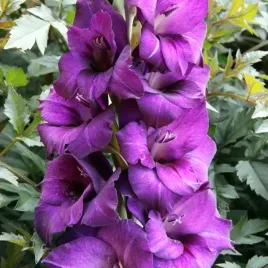 gladiolus-mieczyk-purple-flora-5-szt-cebulki-cebule-kwiaty