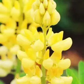 lupinus-lubin-trwaly-zolty-1-szt-bylina-sadzonka-sadzonki