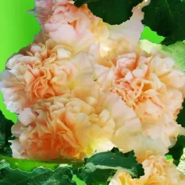 alcea-malwa-pelna-peaches-n-dreams-1-szt-bylina-sadzonka-sadzonki