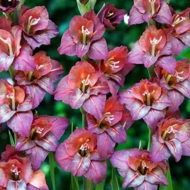 gladiolus-mieczyk-bambino-vesuvio-5-szt-cebulki-cebule-kwiaty