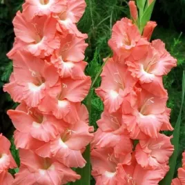 gladiolus-mieczyk-lolita-5-szt-cebulki-cebule-kwiaty