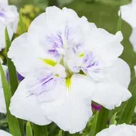 irys-ensata-japonski-cupcake-1-szt-bylina-sadzonka-sadzonki