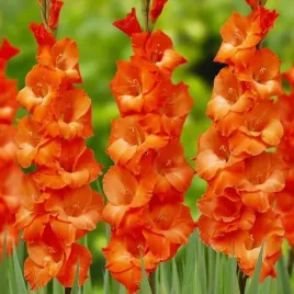 gladiolus-mieczyk-pomaranczowy-50-szt-cebule-cebulki