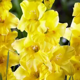 gladiolus-mieczyk-bambino-gold-5-szt-cebulki-cebule-kwiaty