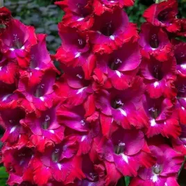 gladiolus-mieczyk-bambino-san-siro-5-szt-cebulki-cebule-kwiaty