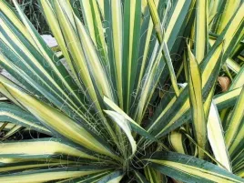 yucca-juka-karolinska-color-guard-1-szt-bylina-sadzonka-sadzonki