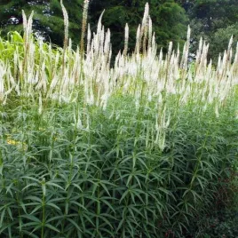 veronicastrum-przetacznikowiec-diana-1-szt-bylina-sadzonka-sadzonki
