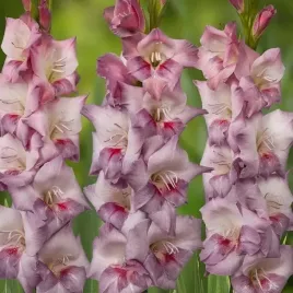 gladiolus-mieczyk-smokey-5-szt-cebulki-cebule-kwiaty
