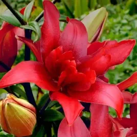 lilia-azjatycka-pelna-bald-eagle-1-szt-cebule-cebulki-lilii-lilie