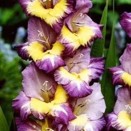 gladiolus-mieczyk-dynamite-5-szt-cebulki-cebule-kwiaty