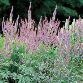 veronicastrum-przetacznikowiec-fascination-1-szt-sadzonka-sadzonki
