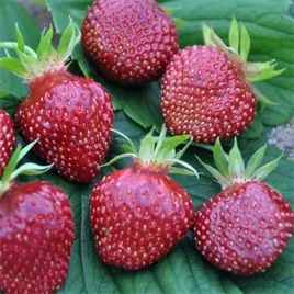 sadzonka-truskawka-cherry-berry-slodka-1-szt-sadzonka-sadzonki
