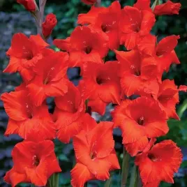 gladiolus-mieczyk-red-matador-5-szt-cebulki-cebule-kwiaty