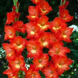 gladiolus-mieczyk-nikita-5-szt-cebulki-cebule-kwiaty