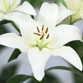 lilia-la-obvio-14-16-1-szt-cebulki-cebule-lilii-lilie