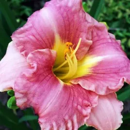 hemerocallis-liliowiec-romantic-rose-1-szt-sadzonka-bylina-klacze