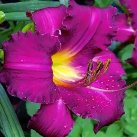 hemerocallis-liliowiec-blue-sea-1-szt-bylina-sadzonka-sadzonki