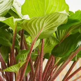 hosta-funkia-gooseberry-sundae-1-szt-sadzonka-sadzonki