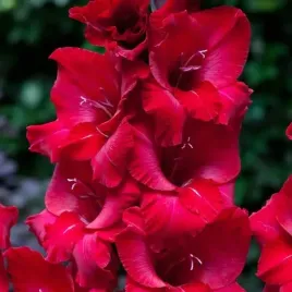 gladiolus-mieczyk-first-blood-5-szt-cebulki-cebule-kwiaty