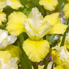 irys-sibirica-syberyjski-kiss-the-girl-1-szt-bylina-sadzonka-sadzonki