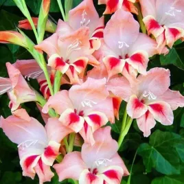 gladiolus-nanus-mieczyk-karlowy-nathalie-5-szt-cebulki-cebule-kwiaty