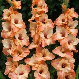 gladiolus-mieczyk-sabor-5-szt-cebulki-cebule-kwiaty