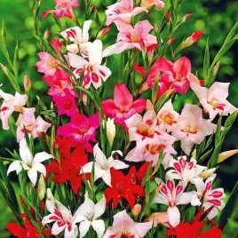gladiolus-nanus-mieczyk-karlowy-mix-5-szt-cebulki-cebule-kwiaty