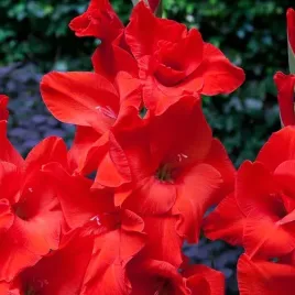 gladiolus-mieczyk-advance-red-5-szt-cebulki-cebule-kwiaty