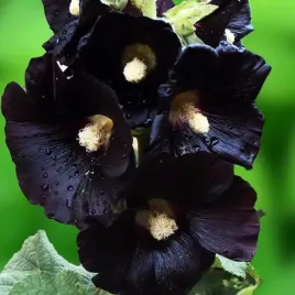 alcea-malwa-pojedyncza-nigra-1-szt-bylina-sadzonka-sadzonki