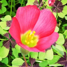 oxalis-deppei-szczawik-rozowy-10-szt-cebule-cebulki