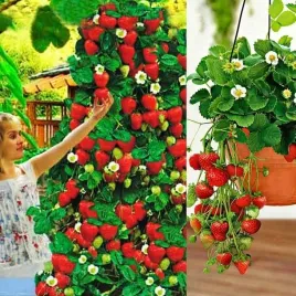 truskawka-poziomkowa-ostara-wiszaca-1-szt-sadzonka-sadzonki