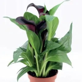 zantedeschia-kalla-kalia-dallas-1-szt-cebule-cebulki