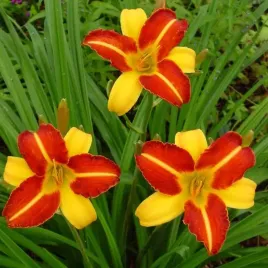 hemerocallis-liliowiec-frans-hals-1-szt-bylina-sadzonka-sadzonki