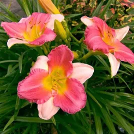 hemerocallis-liliowiec-final-touch-1-szt-bylina-sadzonka-sadzonki