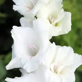 gladiolus-mieczyk-white-prosperity-5-szt-cebulki-cebule-kwiaty