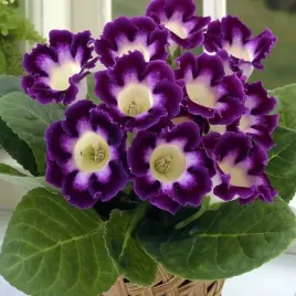 gloxinia-gloksynia-hollywood-1-szt-bylina-sadzonka-sadzonki