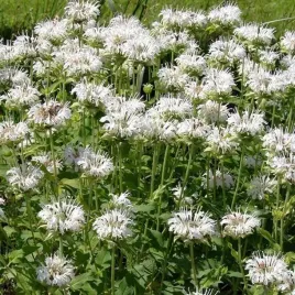 monarda-pysznoglowka-schneewittchen-1-szt-bylina-sadzonka-sadzonki