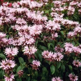 monarda-pysznoglowka-beauty-of-cobham-1-szt-bylina-sadzonka-sadzonki