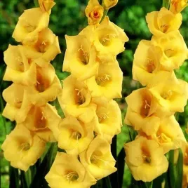gladiolus-mieczyk-vedetta-5-szt-cebulki-cebule-kwiaty
