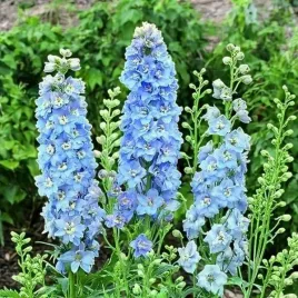 ostrozka-magic-fountain-sky-blue-white-bee-1-szt-bylina-sadzonka-sadzonki