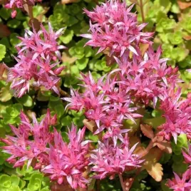 sedum-spurium-rozchodnik-kaukaski-1-szt-bylina-sadzonka-sadzonki